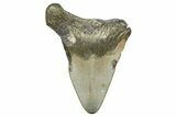 Bargain, Juvenile Megalodon Tooth - North Carolina #371699-1